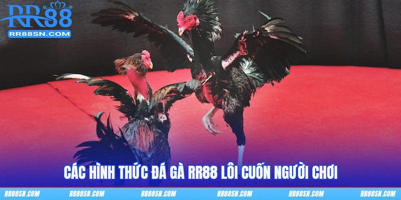 Các hình thức đá gà RR88 lôi cuốn người chơi